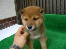 柴犬(標準サイズ)【愛媛県・女の子・2013年2月1日・赤】の写真「」