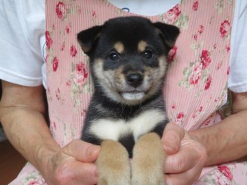 柴犬(豆柴)【愛媛県・女の子・2021年7月2日・黒色】の写真「配色の綺麗な人気の黒豆ちゃん。(^^♪」