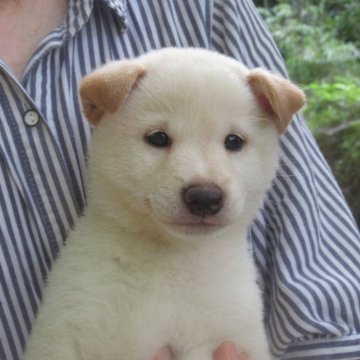 柴犬(豆柴)【愛媛県・男の子・2024年6月4日・白色】の写真「癒し効果満点の人気の高い白豆ちゃんです。」