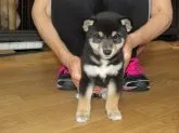 豆柴【愛媛県・女の子・2017年7月20日・黒色】の写真1「9/9日撮影致しました。」
