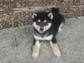 豆柴【愛媛県・女の子・2019年5月19日・黒色】の写真1「７/5日撮影致しました。」