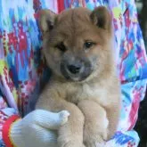柴犬(標準サイズ)【愛媛県・女の子・2023年9月6日・赤色】の写真1「１1/08日撮影致しました。」