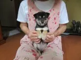 豆柴【愛媛県・女の子・2021年7月2日・黒色】の写真2「配色の綺麗な豆ちゃんです。」