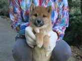 柴犬(標準サイズ)【愛媛県・女の子・2023年9月6日・赤色】の写真3「健康的に成長しています。」