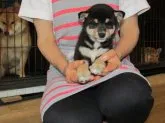 豆柴【愛媛県・女の子・2017年7月20日・黒色】の写真4「元気いっぱいで可愛い女の子です。」