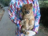 柴犬(標準サイズ)【愛媛県・女の子・2023年9月6日・赤色】の写真5「可愛さが増幅中です。」