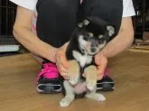 豆柴【愛媛県・女の子・2017年7月20日・黒色】の写真5「配色が綺麗て゛珍しい黒豆柴です。」