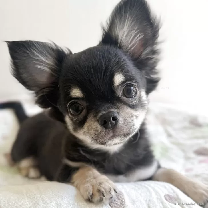 ID：2503-02144の子犬