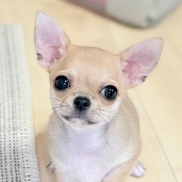 チワワ(スムース)【静岡県・男の子・2025年6月4日・フォーン】の写真「ｳﾙｳﾙ🥺大きなおめめのかわいいﾎﾞｸ」