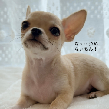 チワワ(スムース)【静岡県・男の子・2024年9月26日・フォーン】の写真「年末年始価格🎍撮影してたら泣いちゃいました」