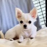 チワワ(ロング)