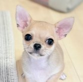 チワワ(スムース)
