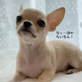 チワワ(スムース)【静岡県・男の子・2024年9月26日・フォーン】の写真1