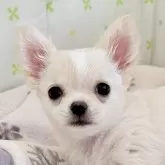 チワワ(ロング)
