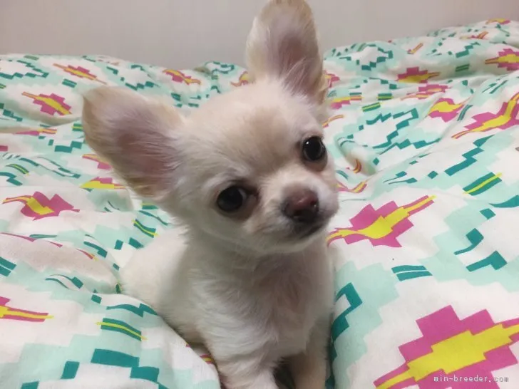ID：1901-02669の子犬