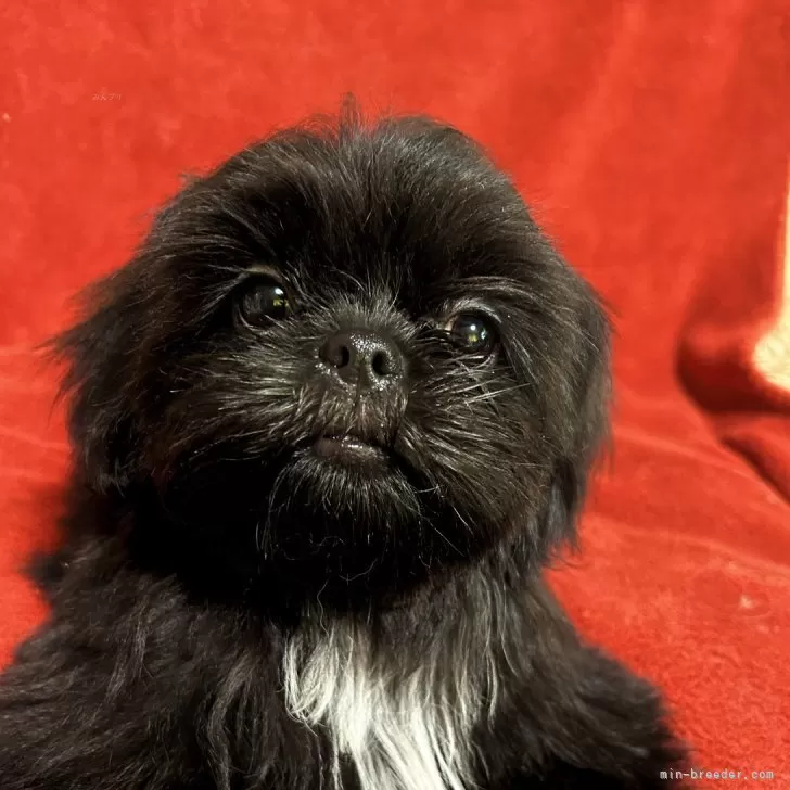 シーズー【石川県・女の子・2025年5月31日・ブラック】の写真1「レアカラーで愛嬌満点💯です」