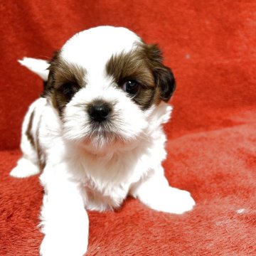 シーズー【石川県・男の子・2025年10月28日・ゴールド&ホワイト】の写真「コロコロで癒し系のボク」