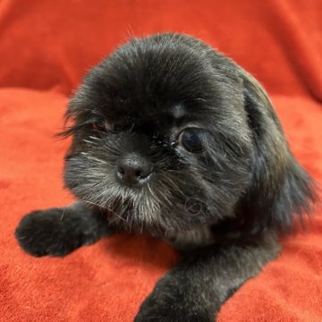 シーズー【石川県・女の子・2024年12月4日・ブラック】の写真「小粒で愛嬌たっぷり」