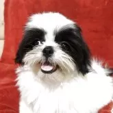 シーズー