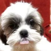 シーズー【石川県・女の子・2025年6月7日・ゴールド&ホワイト】の写真3