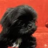 シーズー【石川県・女の子・2025年5月31日・ブラック】の写真3