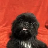 シーズー【石川県・女の子・2025年5月31日・ブラック】の写真4