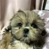 シーズー【石川県・女の子・2024年12月4日・ブラウン】の写真4