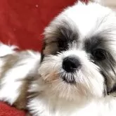 シーズー【石川県・女の子・2025年6月7日・ゴールド&ホワイト】の写真4