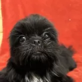 シーズー【石川県・女の子・2025年5月31日・ブラック】の写真5