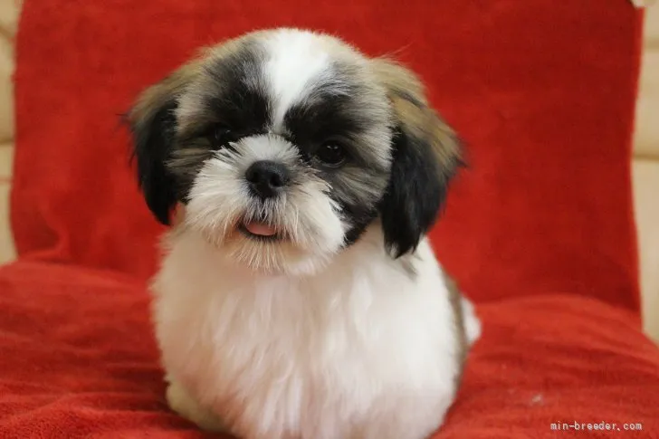 ID:2204-01228の子犬