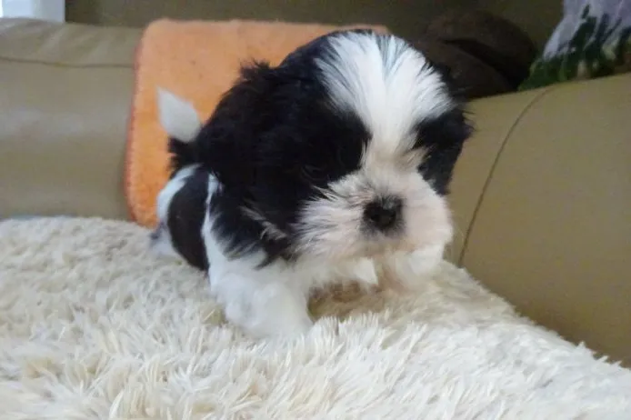 ID:1409-00795の子犬
