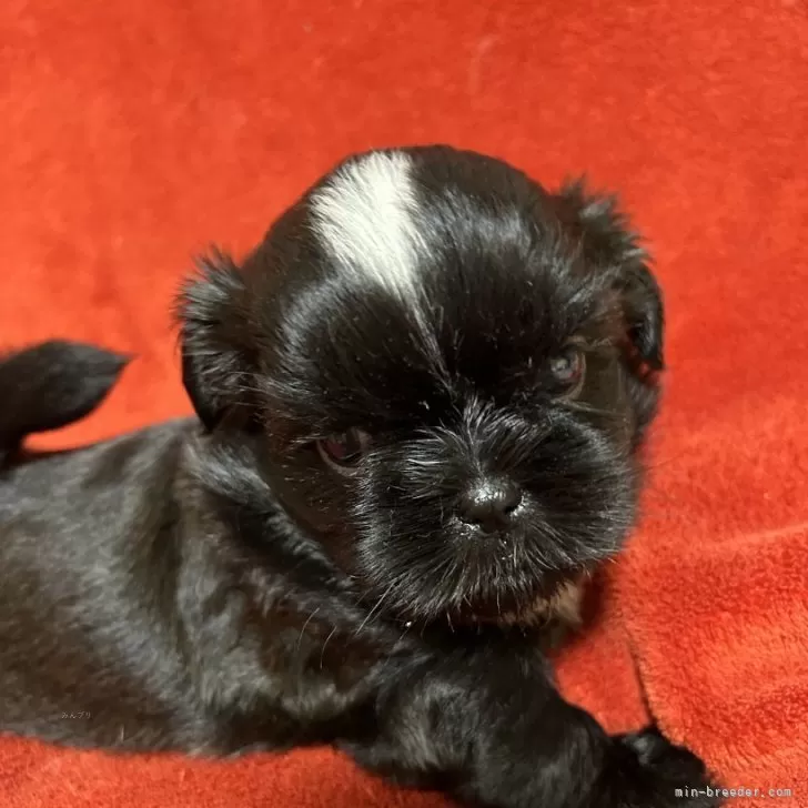 ID:2410-02107の子犬