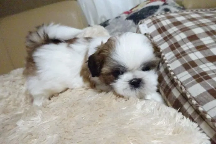 ID：1412-00506の子犬