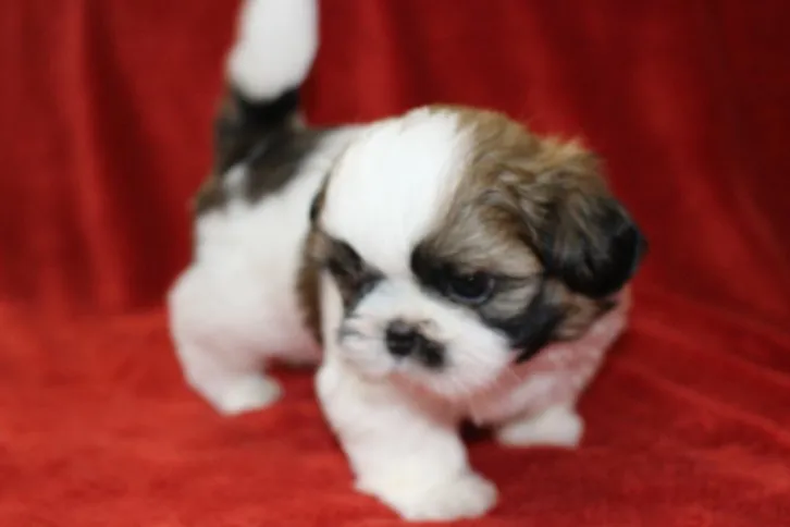 ID:1608-00427の子犬