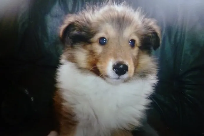 ID:1503-00772の子犬
