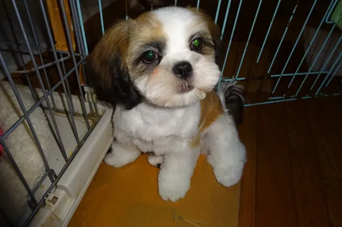 ID:1409-00797の子犬