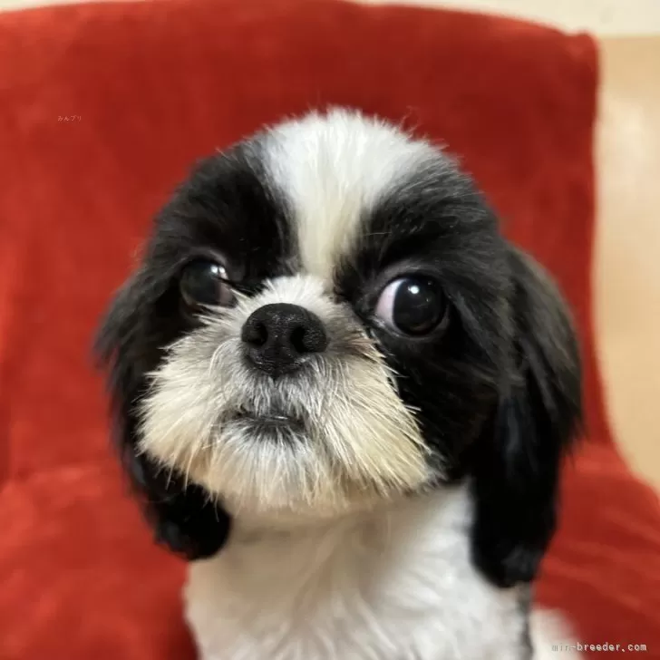 ID:2402-01430の子犬