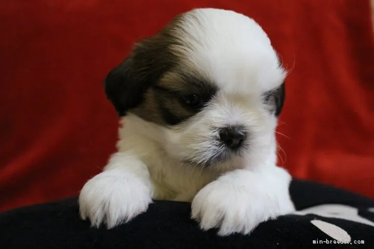 ID:2008-03202の子犬