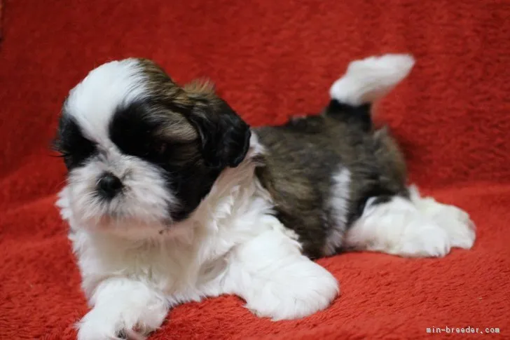 ID:1705-00070の子犬