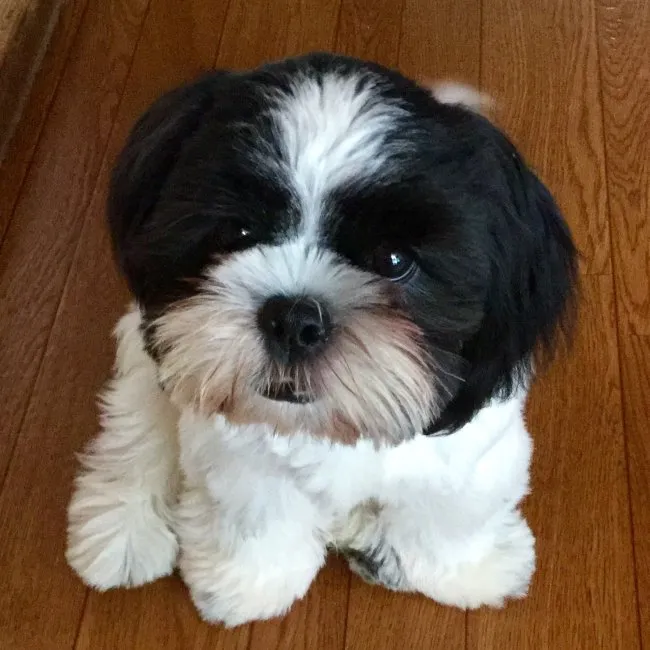 ID:1512-01559の子犬