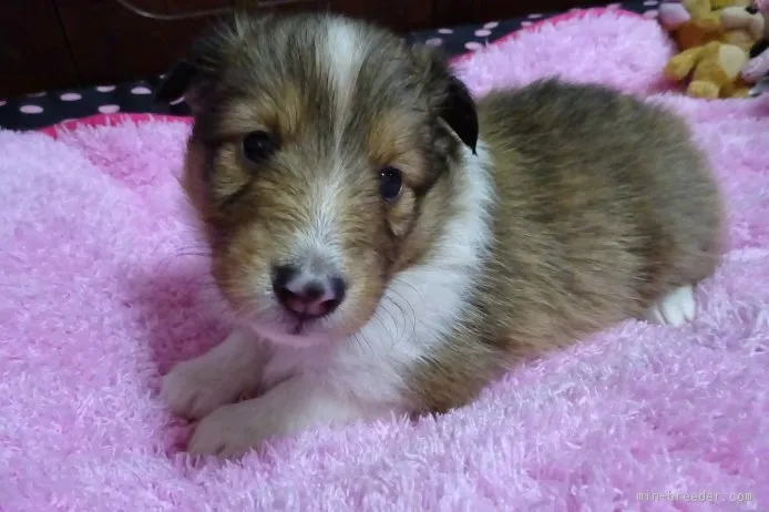 ID：1507-00117の子犬