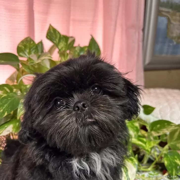 ID:2401-05209の子犬