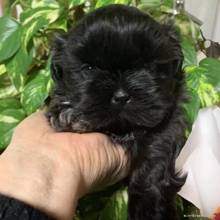 ID:2212-00459の子犬