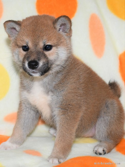 柴犬 徳島県 女の子 年10月1日 赤 かわいい柴犬の女の子 みんなのブリーダー 子犬id 11 021