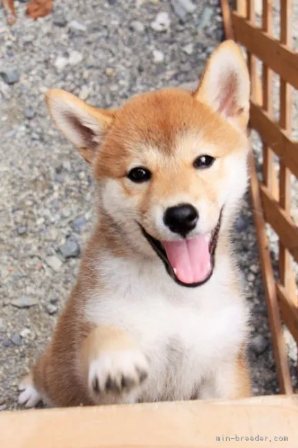 ID:1706-02360の子犬