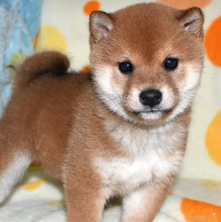 ID:2402-06471の子犬