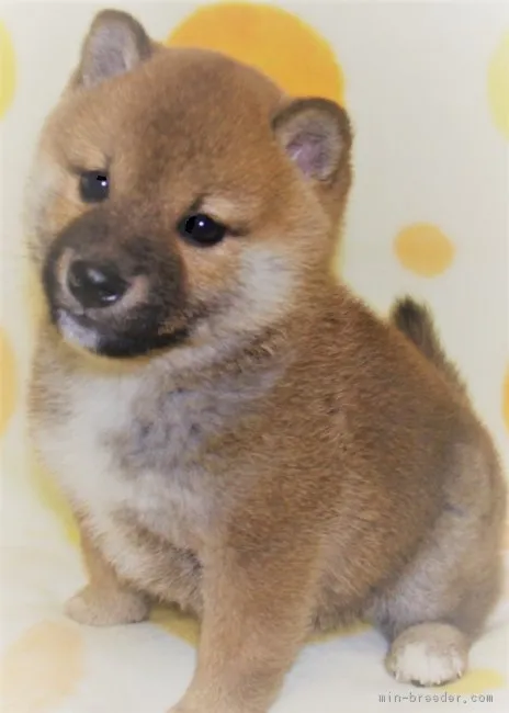 ID:1801-01866の子犬