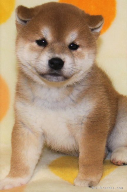 柴犬 徳島県 女の子 18年9月11日 赤 モコモコでかわいい良血統の柴犬の女の子 みんなのブリーダー 子犬id 1810 柴犬 徳島県 女の子 18年9月11日 赤 モコモコでかわいい良血統の柴犬の女の子 みんなのブリーダー 子犬id 1810