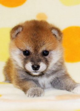 柴犬(標準サイズ)【徳島県・女の子・2017年9月17日・赤】の写真「小ぶりでとてもかわいい柴犬の女の子」