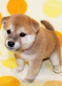 柴犬(標準サイズ)【徳島県・男の子・2017年9月25日・赤】の写真「良血統でかわいい柴犬の男の子」